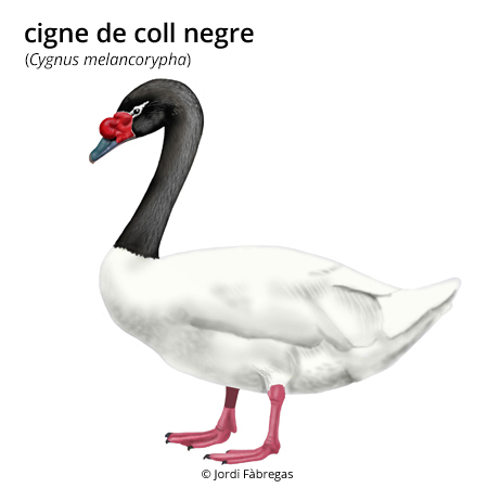 Imagen de un resultado de un térmio del cercaterm