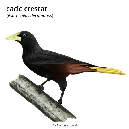 Imatge de resultat en el cercaterm