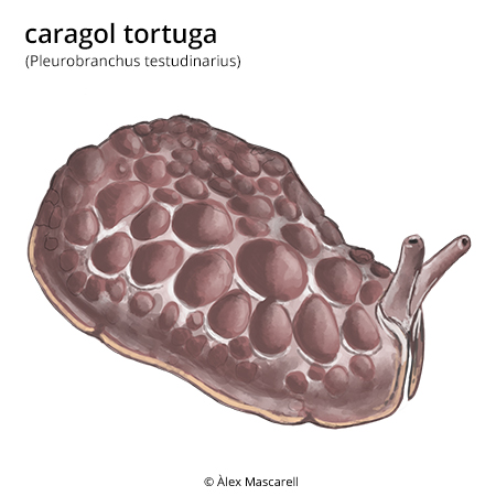 Imatge de resultat en el cercaterm