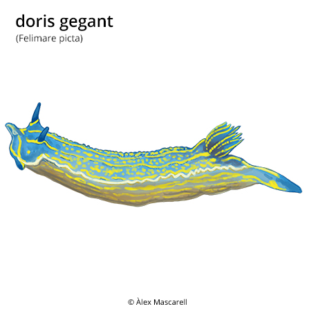 Imatge de resultat en el cercaterm