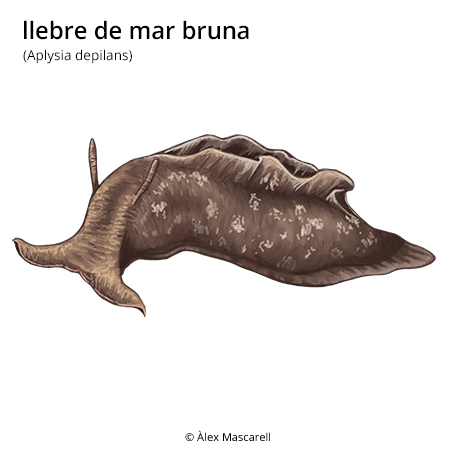 Imatge de resultat en el cercaterm