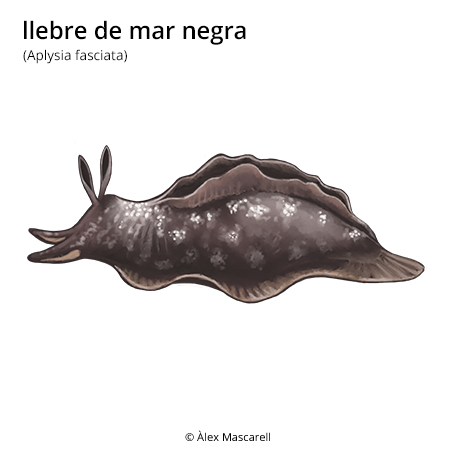 Imatge de resultat en el cercaterm