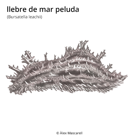 Imatge de resultat en el cercaterm