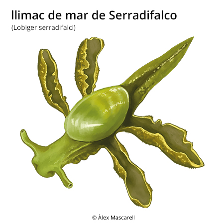 Image from term result on cercaterm