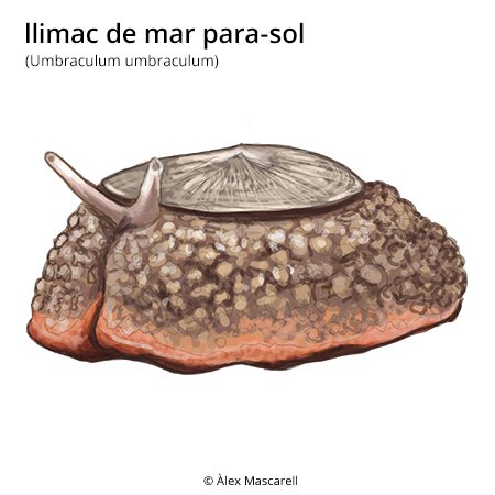 Image from term result on cercaterm