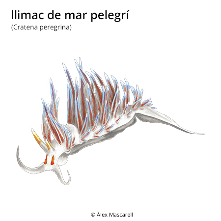 Image from term result on cercaterm
