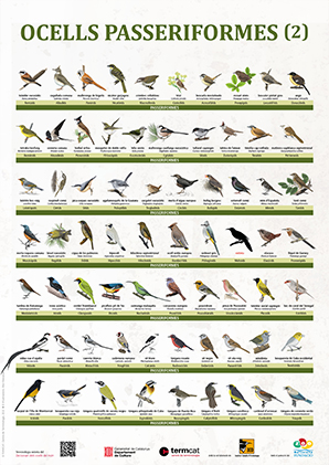 Ocells passeriformes 2