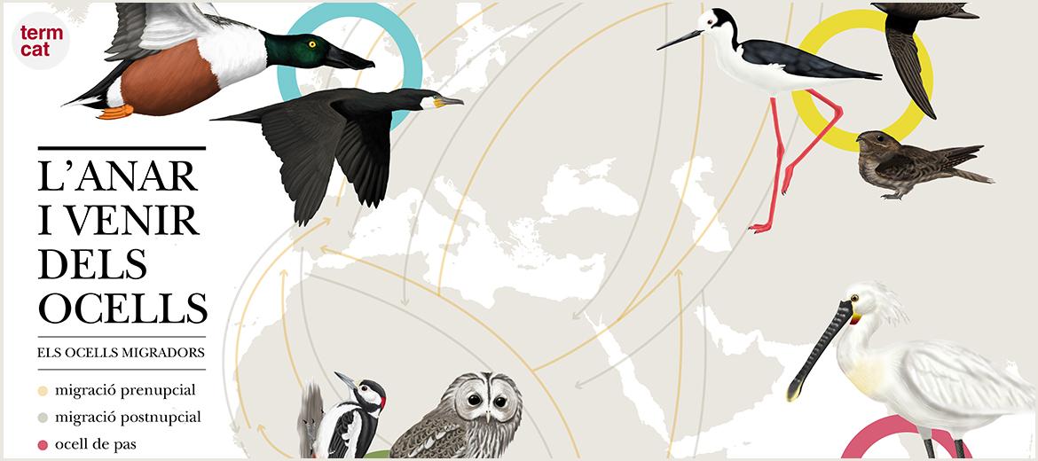 infografia migració ocells