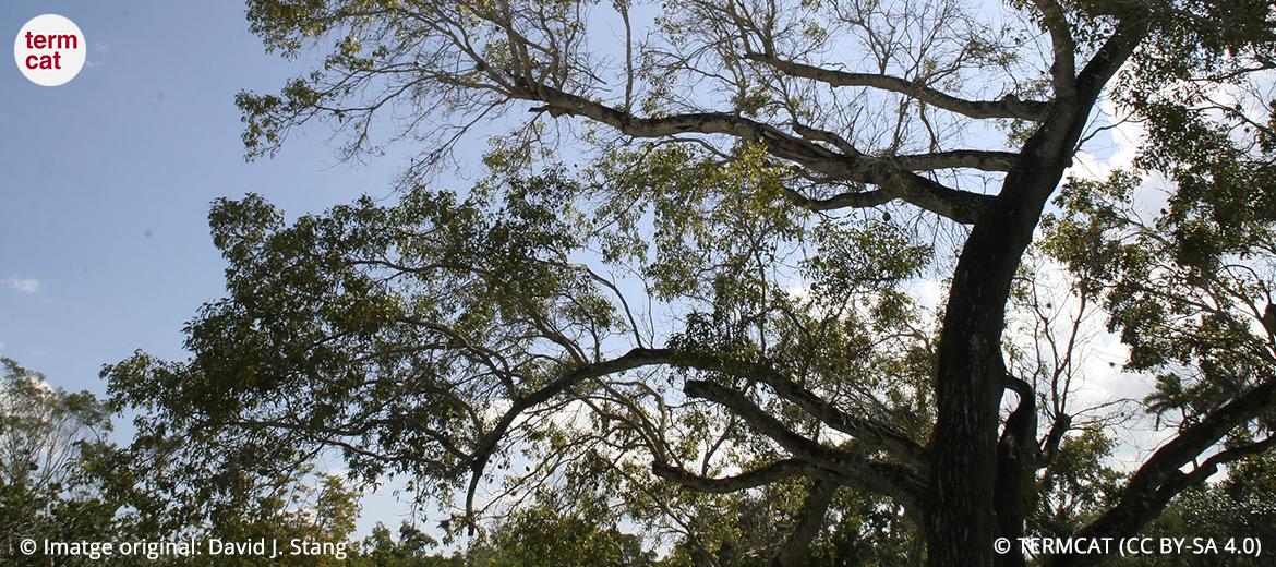 © TERMCAT (CC BY-4.0) #termedelasetmana: caoba de Cuba