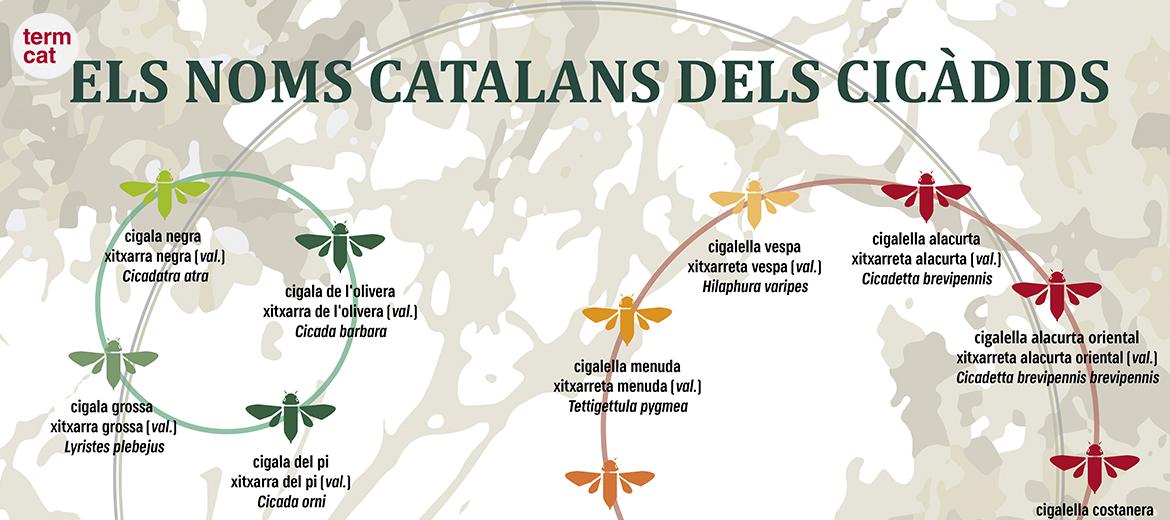 Es publica Els noms catalans dels cicàdids