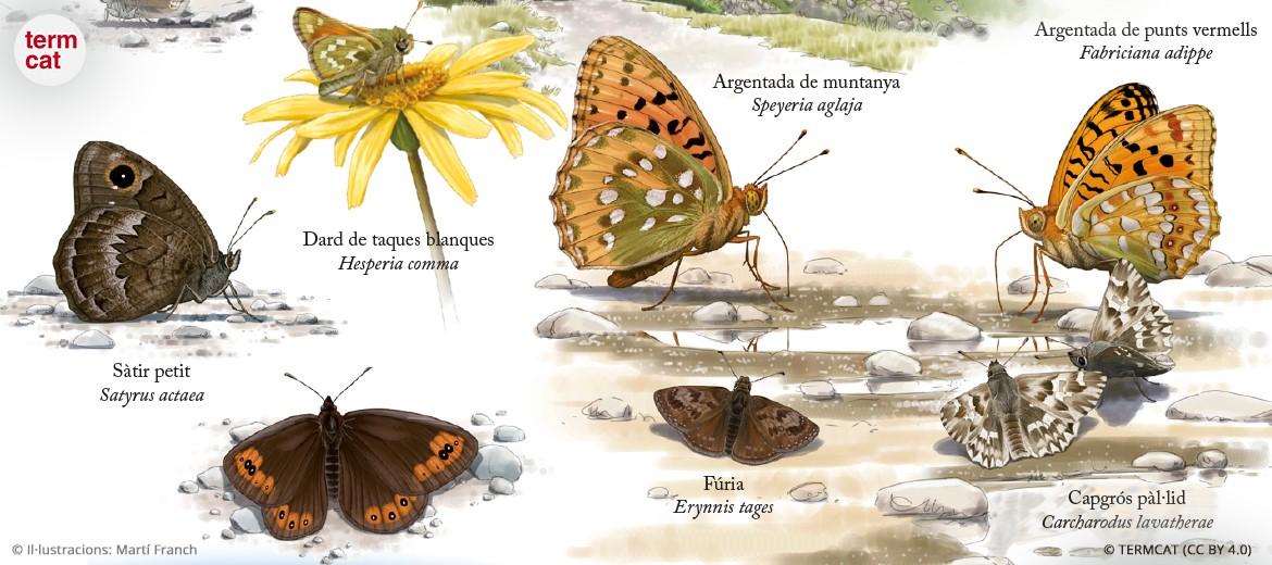 Imatges de papallones de Martí Franch