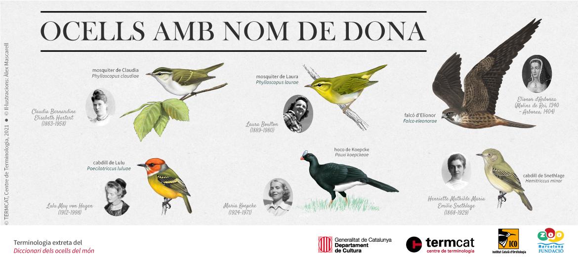 © TERMCAT (CC-BY 4.0) Imatge de la infografia