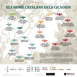 Els noms catalans dels cicàdids